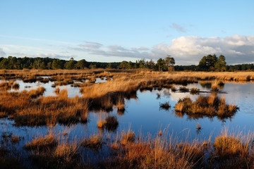 Fototapeta na wymiar The wetlands of Thursley Common, Surrey, in the evening winter sun.
