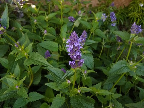 Agastache 'Blackadder'
