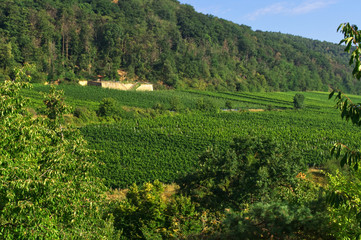 Fototapeta na wymiar Weinberge bei Deidesheim im Hintergrund der Haardtrand des Pfälzer Waldes