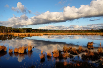 The wetlands of Thursley Common, Surrey, in the evening winter sun.
