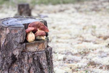 White boletus with red hat and thick leg on pine stump in Siberian forest.