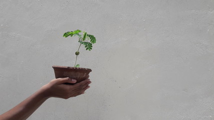 young plant in hand