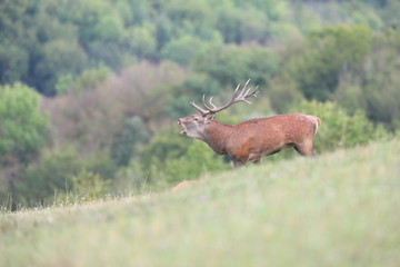Majestic red deer, cervus elaphus, roaring on meadow in autumn nature. Magnificent stag with...