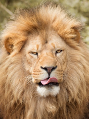 Lion licking its mouth because of hunger or greed