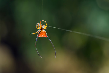 Long Horned Spider on Forest