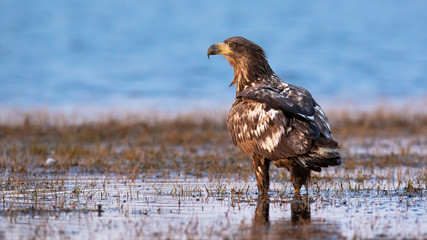Juvenile white-tailed eagle, haliaeetus albicilla, standing on water from back. Majestic young bird of prey observing on flood. Animal with feather watching on swamp.