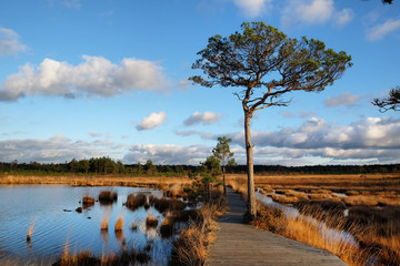 The wetlands of Thursley Common, Surrey, in the evening winter sun.