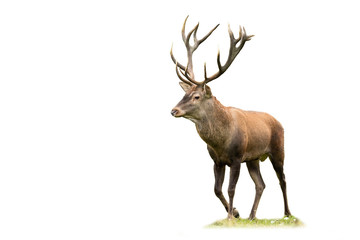 Calm red deer stag with large antlers walking on meadow isolated on white background. Tranquil male mammal approaching from front view cut out on blank.