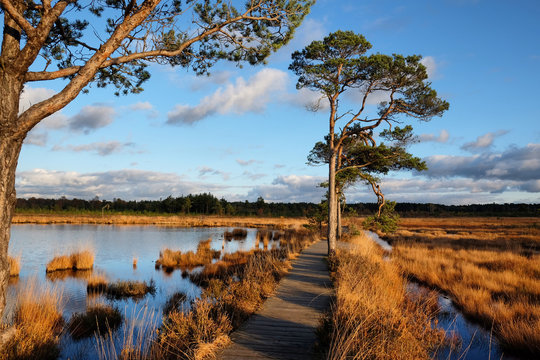 The wetlands of Thursley Common, Surrey, in the evening winter sun.