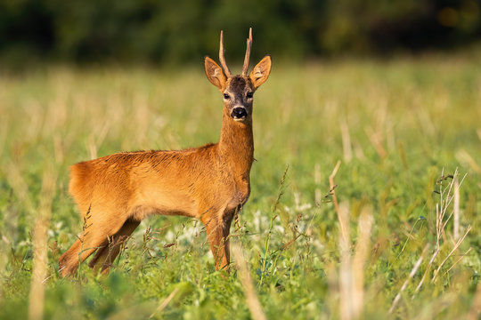 Sunlit roe deer, capreolus capreolus, watching on stubble filed in summer at sunrise with copy space. Interested roebuck standing on field with blurred background.