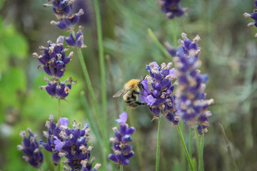 bee on lavender