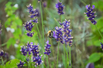 lavender flowers in the field