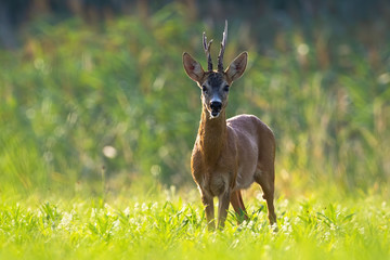 Old roe deer, capreolus capreolus, buck standing backlit on meadow in summer. Wild roebuck looking to the camera on wildflowers. Vital animal with antlers staring on field.