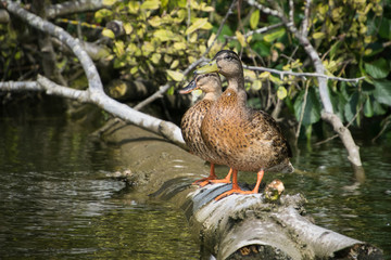 duck on the water