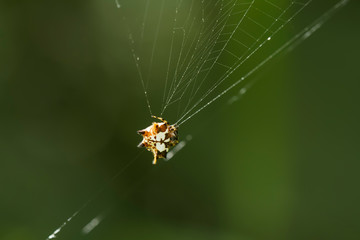horned spider on a web