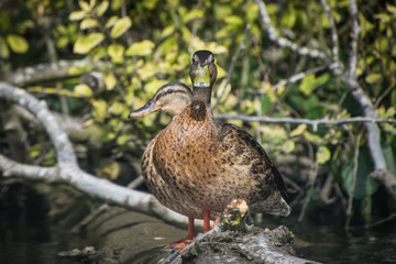 female mallard duck