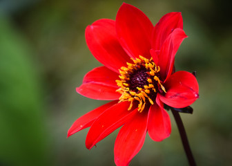 red dahlia flower