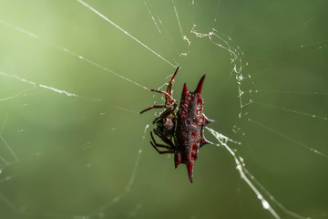 horned spider on a web