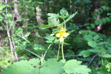 
Bright yellow flowers of celandine bloom in a forest glade