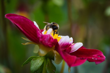bee on a flower