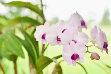pink magnolia flowers