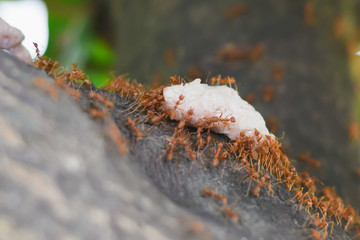 close up of a small caterpillar