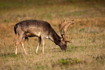 Naklejka na ściany i meble Majestic fallow deer, dama dama, feeding on meadow in autumn nature. Wild stag with huge antlers eating on dry grass from side. Animal with spotted fur standing on field.