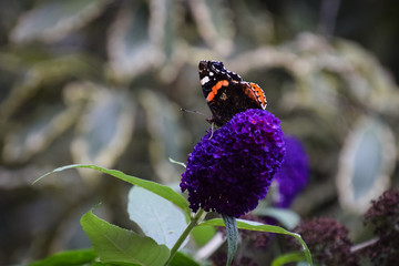 butterfly on flower