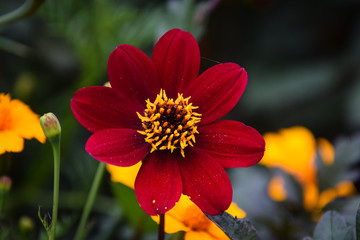 red flower
