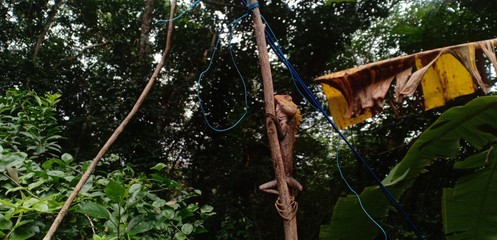 Fototapeta premium Lizard on a tree trunk looking at camera