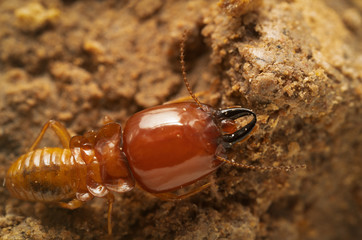 termites damage home, macro close up termites in anthill
