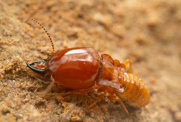 termites damage home, macro close up termites in anthill