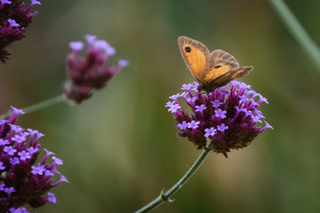 butterfly on flower
