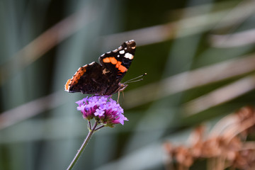 butterfly on flower