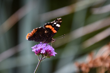 butterfly on flower