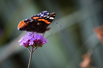 butterfly on flower
