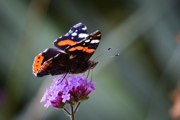 butterfly on flower
