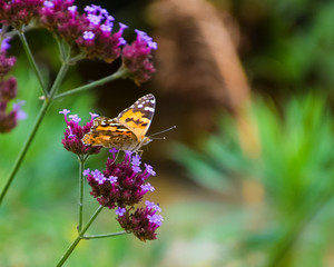 butterfly on flower