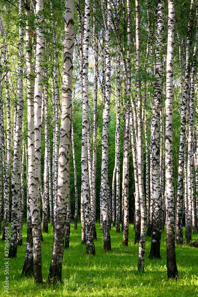 Poster slender trunks of birches in the rays of the summer setting sun