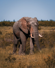 Male African Elephant