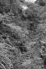 A stream at the Shanklin Chine in the Isle of Wight.