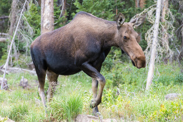 Naklejka na ściany i meble Cow Moose on the move in the forest. Moose in the Colorado Rocky Mountains
