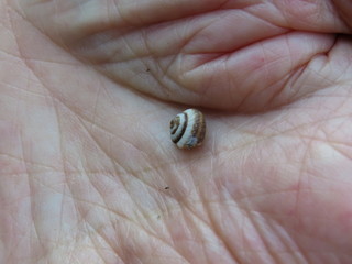 Piccola conchiglia nel palmo della mano - Small shell in the palm of the hand