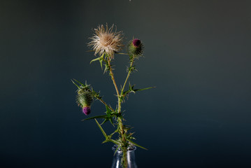 Floral background. Thorny thistle flower over green background. Still Life Flowers. Nature.