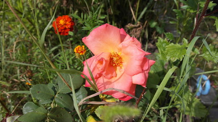 flowers in the garden rose tea color