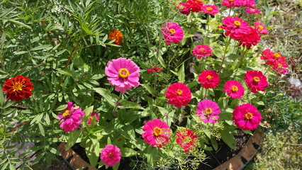 the flowers in the garden mixed colors zinnia