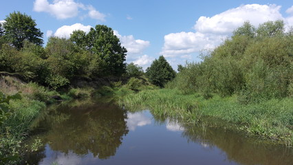 Beautiful forest landscape, background