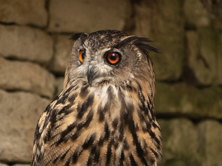 Hibou grand duc