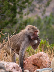 Baboons up in the Al Hada Mountains in the Taif region of Saudi Arabia