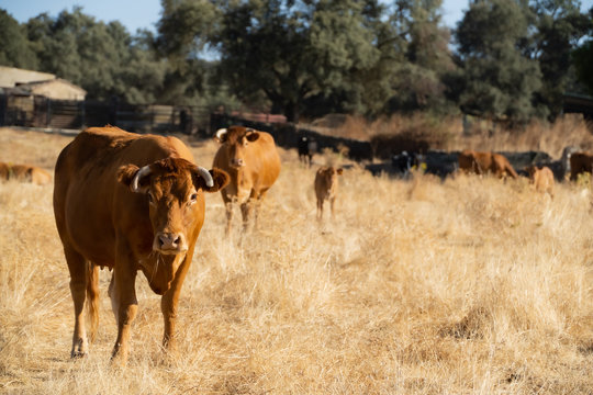 Vacas  y ternero primer plano sobre pasto seco en dehesa extreme&ntilde;a con encinas
